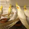 Male & Female 8-Month-Old Tamed Cockatiels