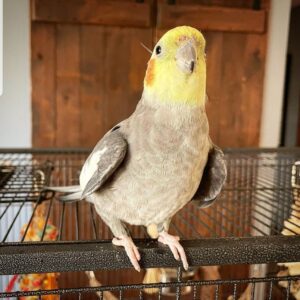 3-Month-Old Male Cockatiel Parrot