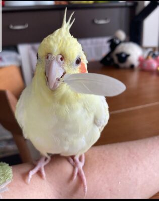 3-Month-Old Female Cockatiel Parrot