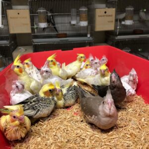 Cockatiel Chicks