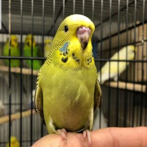 3-Month-Old Female Cockatiel Parrot