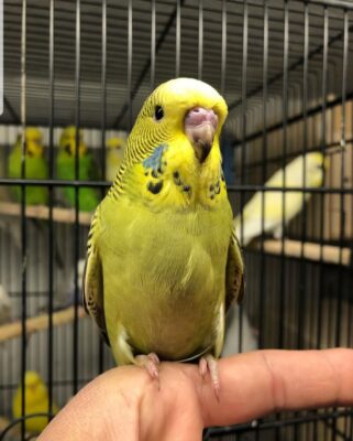 3-Month-Old Female Cockatiel Parrot
