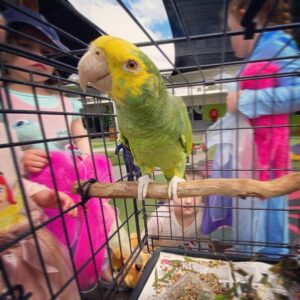 6-month-old Yellow-Naped Amazon