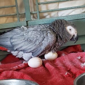 African Grey Parrot Eggs
