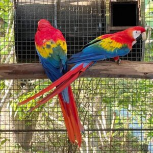 Bond Hand Reared Scarlet Macaw Parrot
