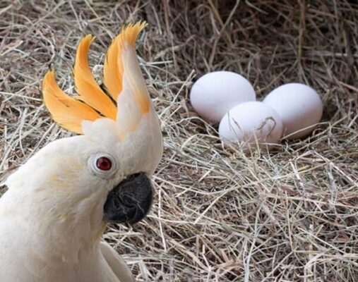 Cockatoo Parrot Eggs