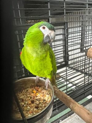 Female Hahns Macaw Parrot