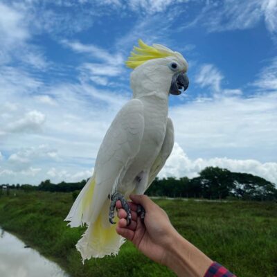 Female Umbrella Cockatoos Parrot