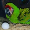 Military Macaw Parrots eggs