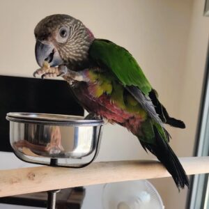 Hawk-Headed Parrot for Sale