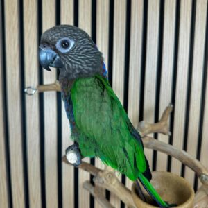 Baby Hawk-Headed Parrot for Sale