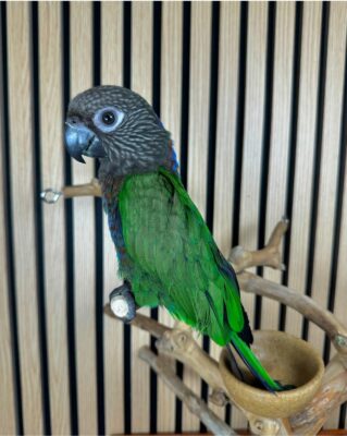 Baby Hawk-Headed Parrot for Sale