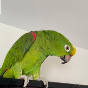 6-Month-Old Male Amazon Parrot