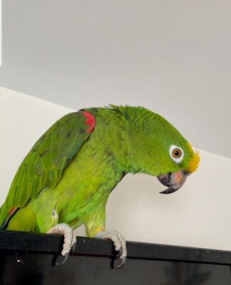 6-Month-Old Male Amazon Parrot