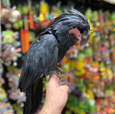 Baby Male Black Palm Cockatoo