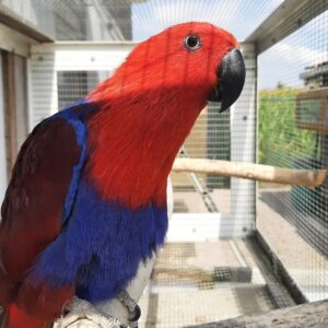 Adorable 6-month-old Female Eclectus Parrot