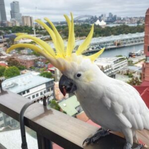 Male Sulphur Crested Cockatoos Parrot