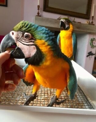 Blue and Gold Macaw Pair