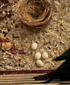 Black Palm Cockatoos Eggs