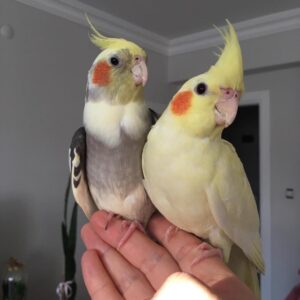 Bonded Pair hand-tamed Cockatiel Parrots