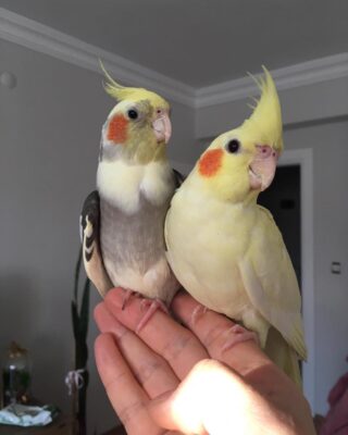 Bonded Pair hand-tamed Cockatiel Parrots