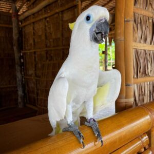 Male Sulphur-Crested Cockatoo