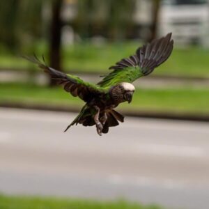 Male Hawk-Headed Parrot