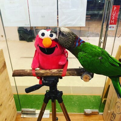 Healthy Hawk-Headed Parrot