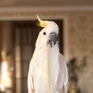 Male Sulphur-Crested Cockatoo for Sale