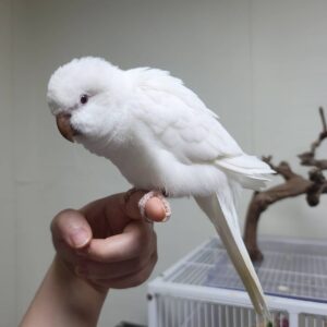 4-month-old male Quaker Parakeet