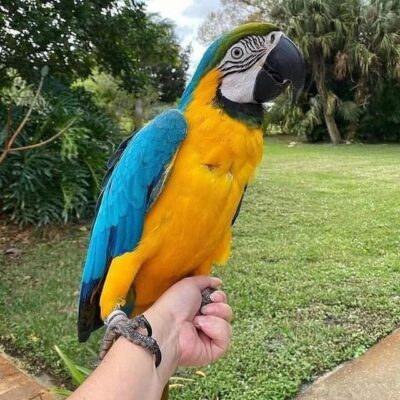 2-Year-Old Blue and Gold Macaw for Sale