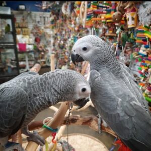 2 African Grey Parrots With Large Cage