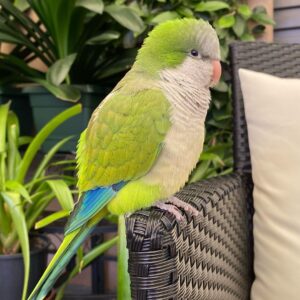 3-Month-Old Male Quaker Parakeet for Sale