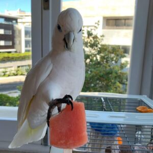 Male Umbrella Cockatoo