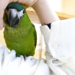 Beautiful female Hahns Macaw Parrot