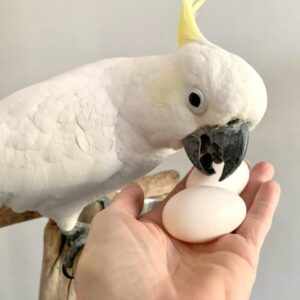 Sulphur-crested Cockatoo eggs