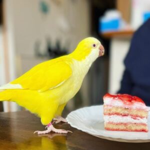 Female Quaker Parakeet for Sale